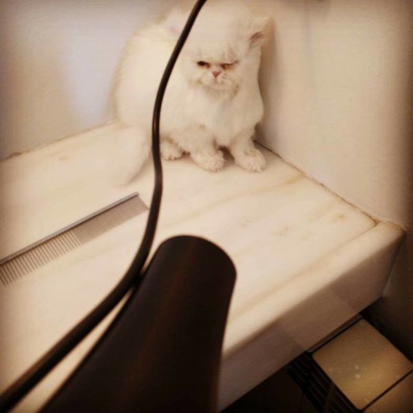 Καλλωπισμός – μπάνιο γάτας / cat grooming