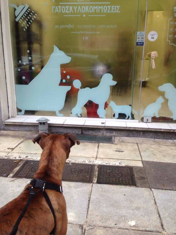 Dog groooming – Κομμωτήριο σκύλων στην Αθήνα. Γατοσκυλοκομμώσεις