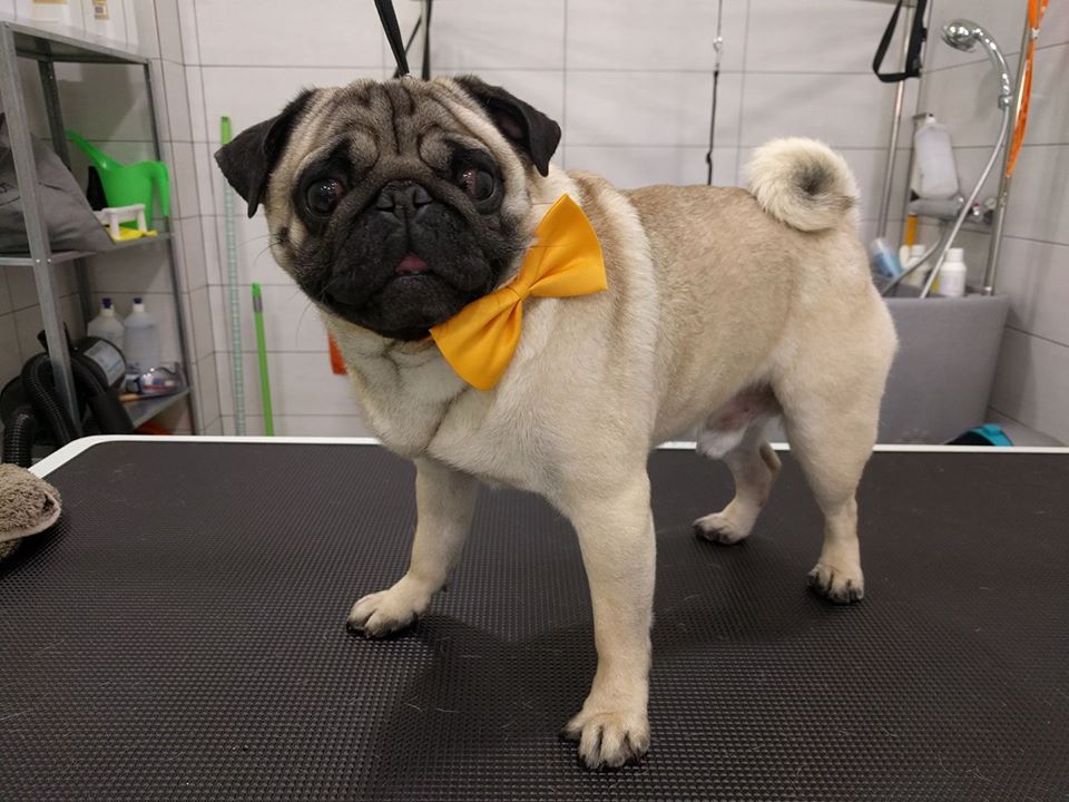 Μπάνιο – Καλλωπισμός Pug / Dog grooming Pug