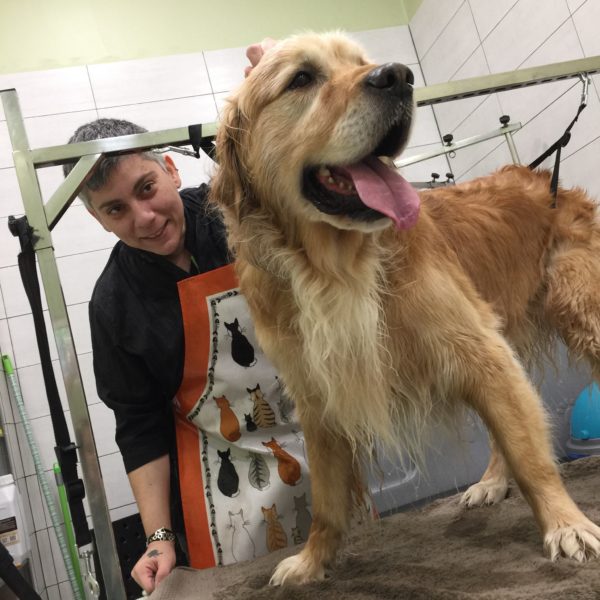 Καλλωπισμός και μπάνιο Golden Retriever – Dog grooming