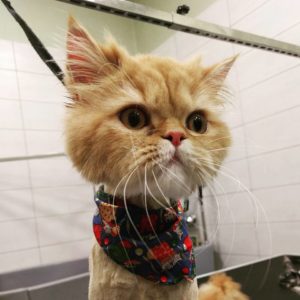 καλλωπισμός γάτας - cat grooming