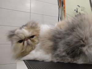 καλλωπισμός γάτας -μπάνιο γάτας