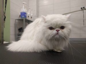 μπάνιο γάτα, κούρεμα γάτας