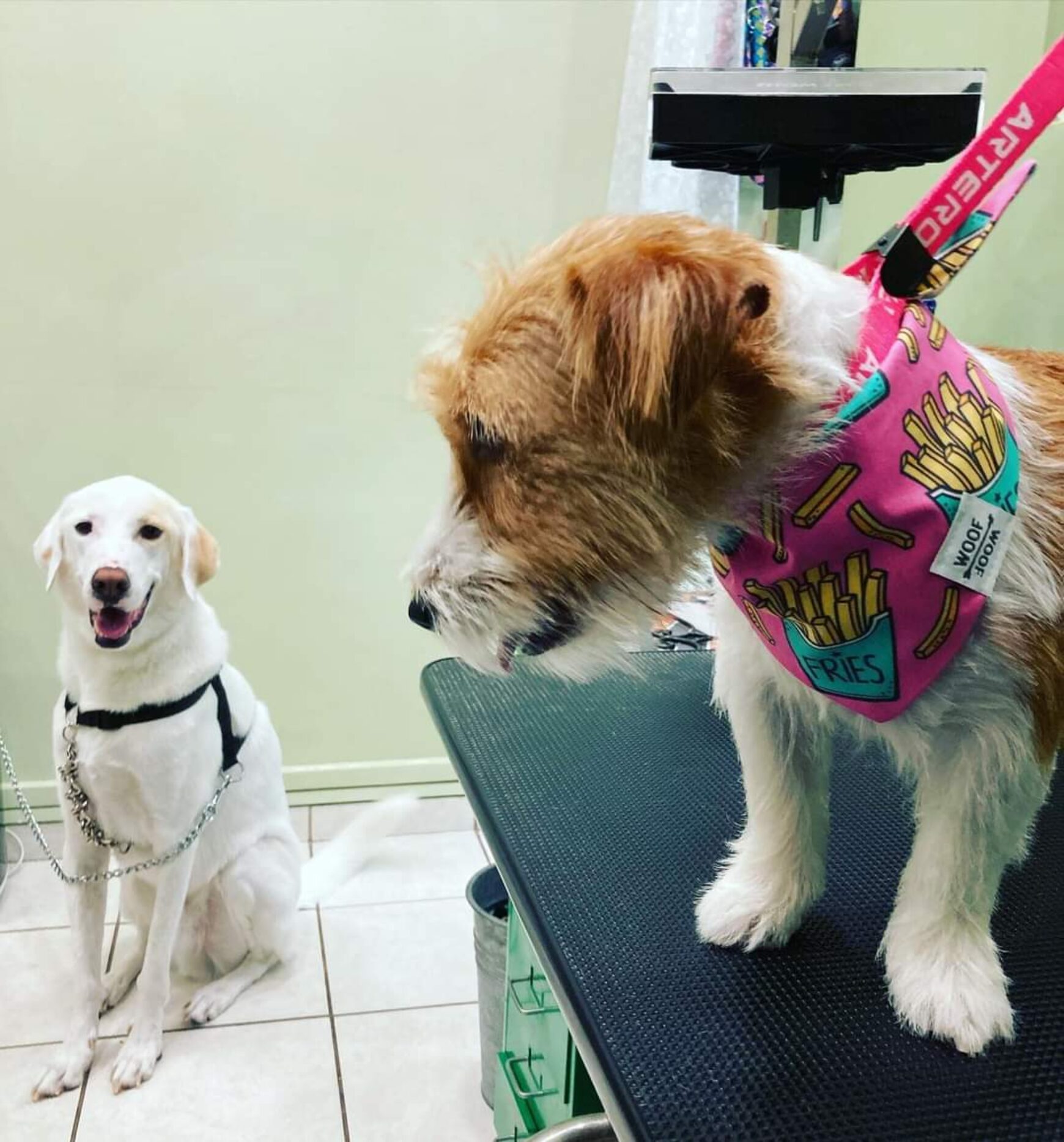 Woof woof bandanas