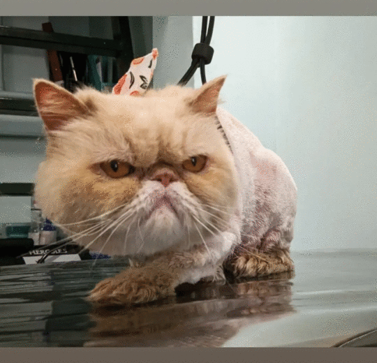 Γατοσκυλοκομμώσεις Μεταξουργείο. Cat grooming. Καλλωπισμός κατοικιδίων. Κούρεμα γάτας.